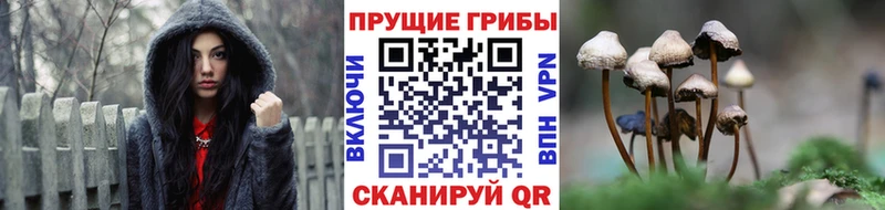 блэк спрут   Костерёво  Псилоцибиновые грибы ЛСД 